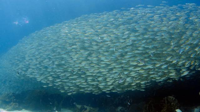 BB Divers Koh Kood