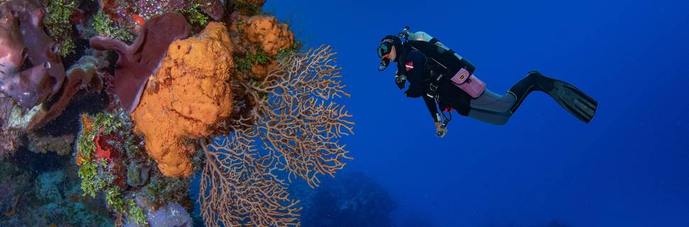 Aldora Divers