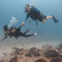 Pole Pole Divers