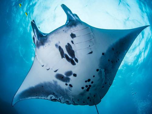 Kriss Bali Diving - Scuba School & Trips