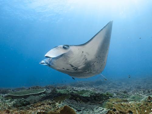 Mantascape Diving
