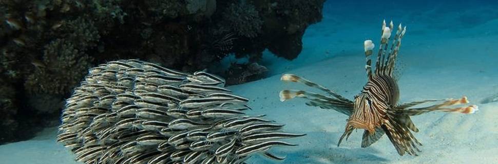 Just Diving in Mauritius