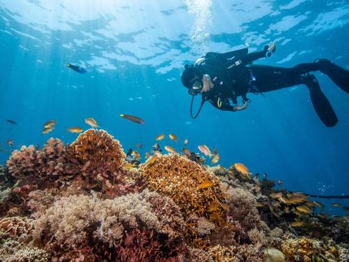 Thresher Shark Divers