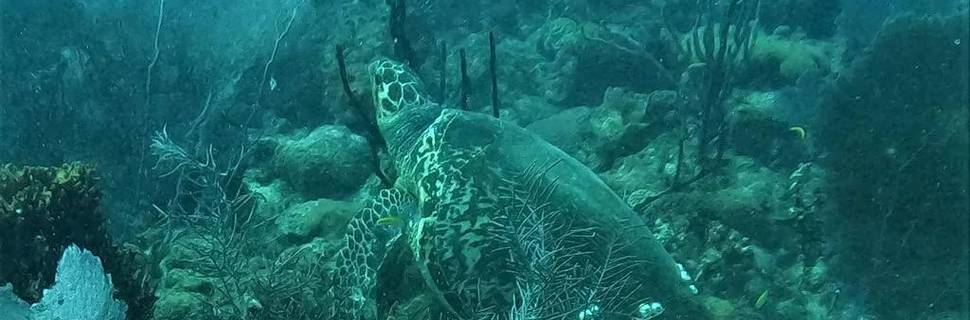 Tropical Sea divers