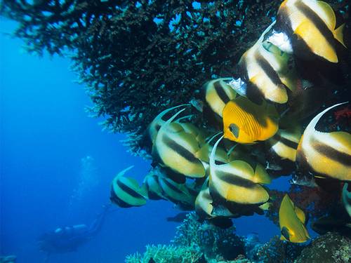 Scuba Leader