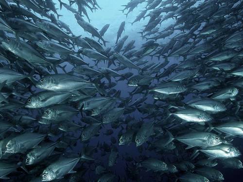 Savedra Dive Center