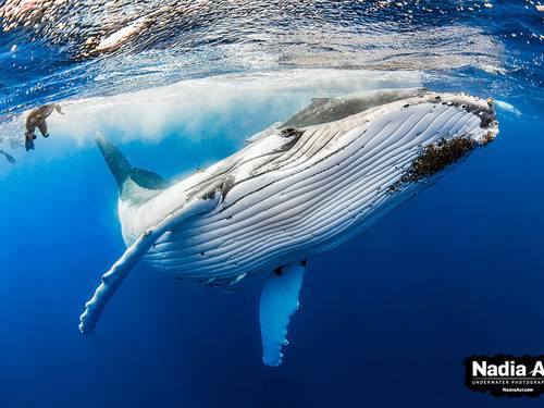Humpback Swims Vava'u, Tonga