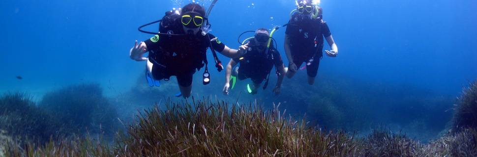 Scuba Pulse