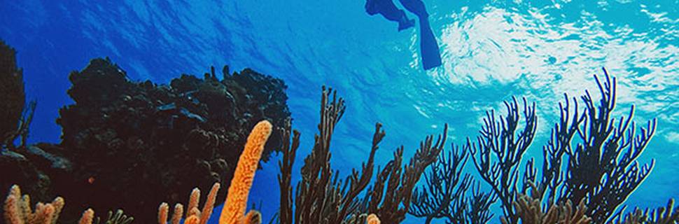 Sharky's Shop - Diving Dominican Republic