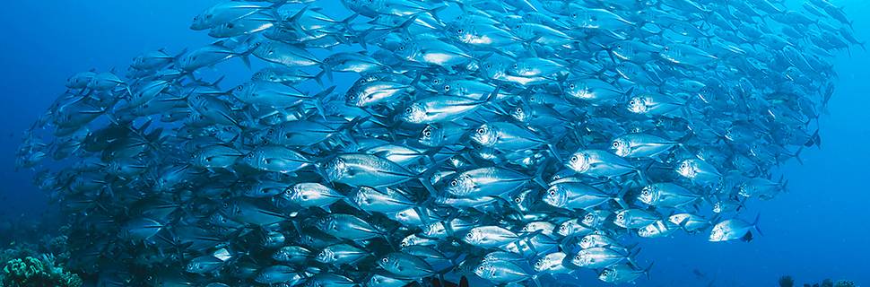 Las Galeras Divers