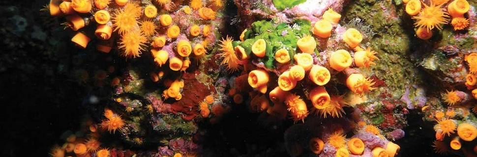 La Perla Nera Diving