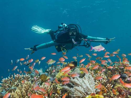 Scuba Junkie Komodo Beach Resort