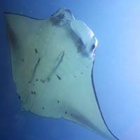 Dive Sibaltan