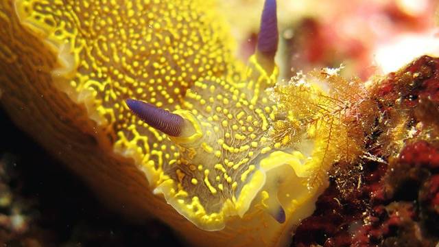 Moby Diving
