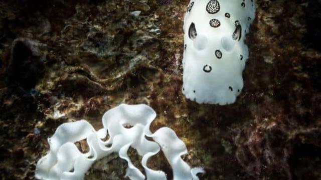 Tioman Dive Centre