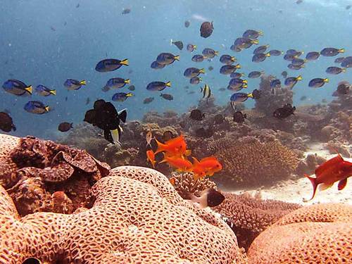 Fundu Lagoon / 710 Dive Centre