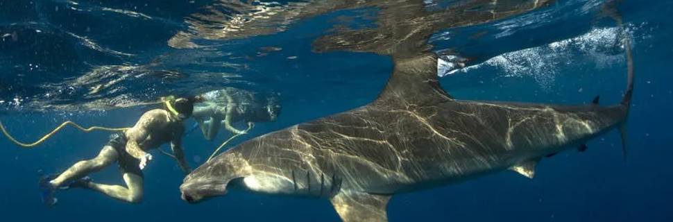 Cabo Shark Dive