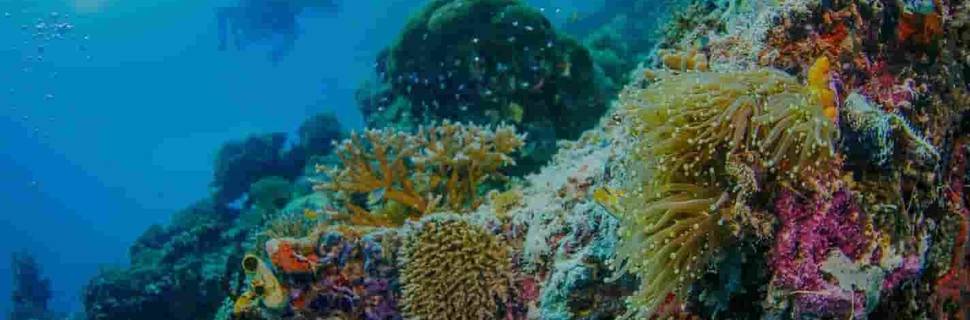 Meridian Adventure Dive