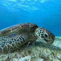Enjoy Islands Diving Center