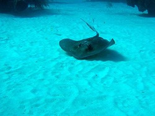 Coco Diving Center