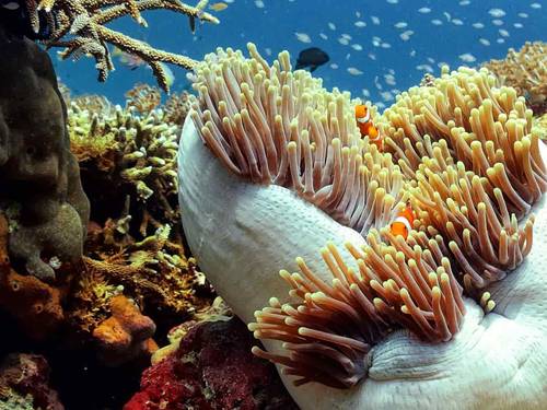 Trawangan Dive Centre