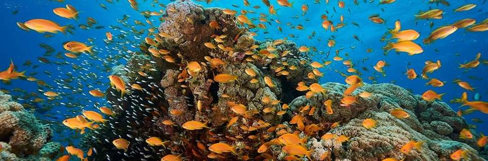 Aquatic World