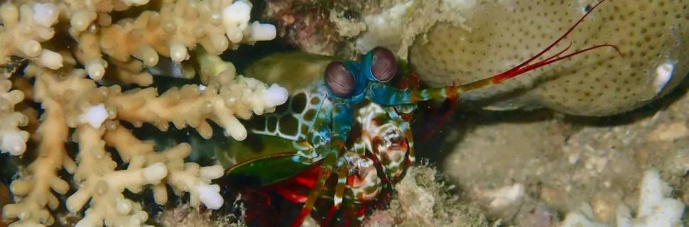 Eco2 Diving