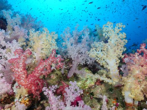 Dive Info