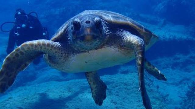 Atlantis Diving Center
