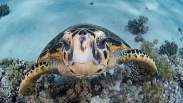 Red Sea Life