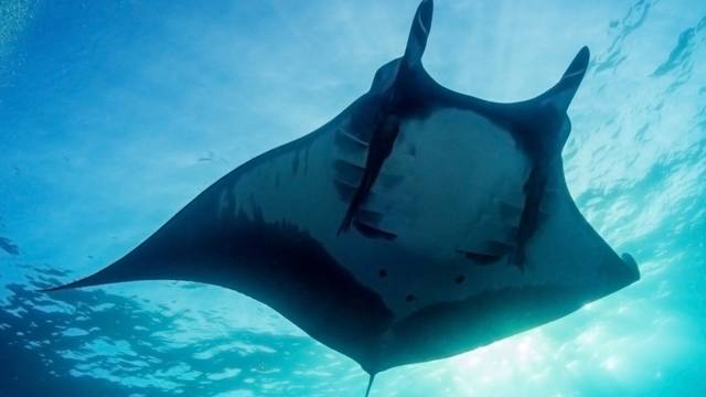 Sea Creatures Diving