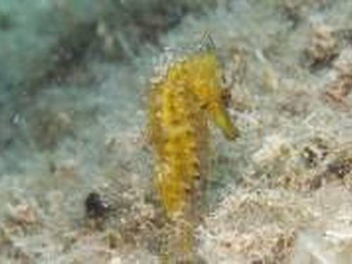 Fun Diving Krk