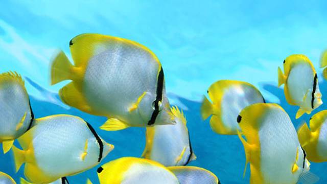Dive Funatics