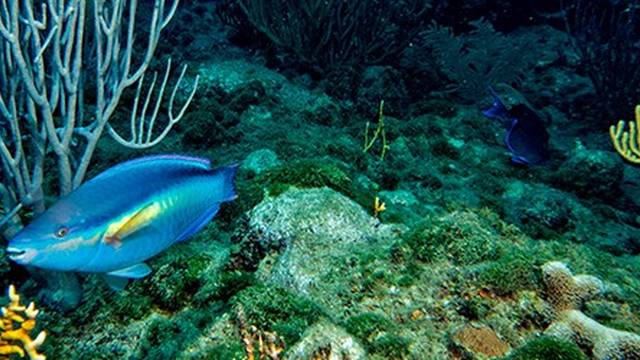 SeaPro Divers - Playa Blanca