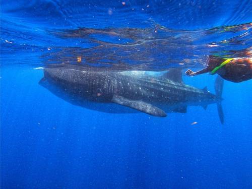 Scuba & Adventours