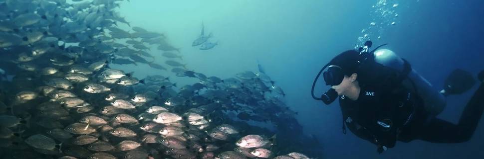 Life & Dive