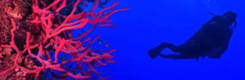 The Diving Camel