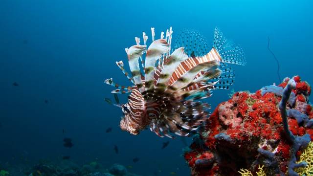 Coco Dive Bodu Hithi