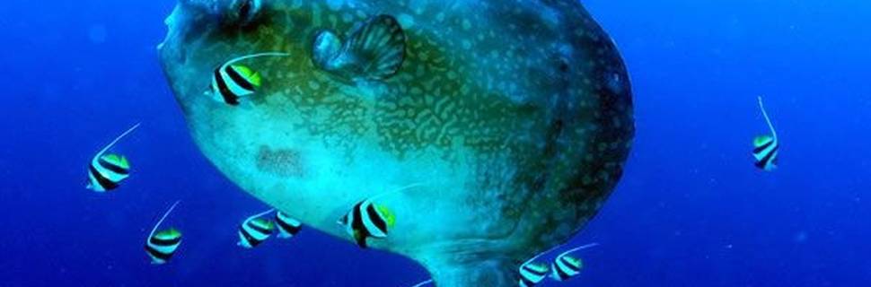 S.E.A. Diving Bali