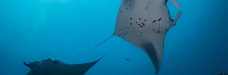 Sub Oceanic Maldives - Dive Center at Hilton Maldives Amingiri Resort & Spa
