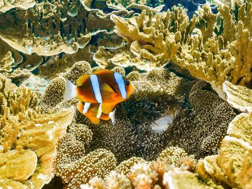 Reef Magic Cruises