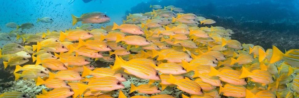 Dive Butler Fari Veli