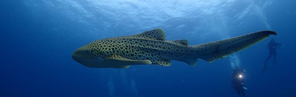 Phuket Dive Center