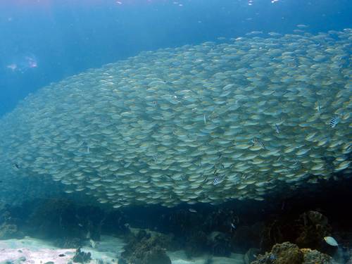 BB Divers Koh Kood
