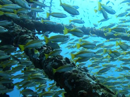 Chang Diving Center