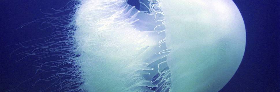 Sunfish Divers
