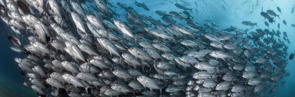 Baja Dive Experiences