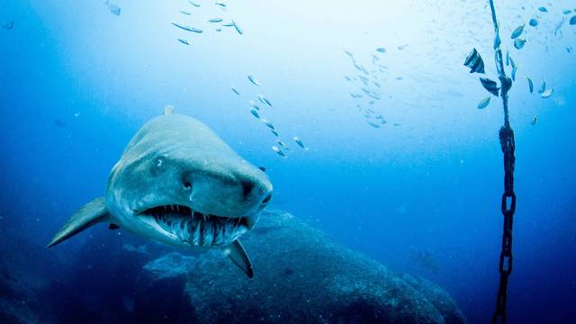 Dive Forster