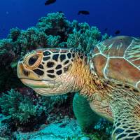 Bohol Divers Club