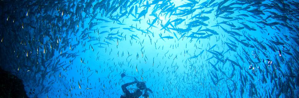 Perth Diving Academy - Hillarys